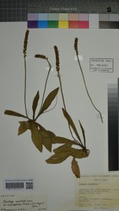 Plantago australis Lam. subsp. cumingiana (Fischer + C. A. Meyer) Rahn