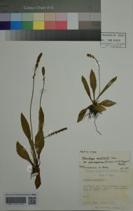 Plantago australis Lam. subsp. cumingiana (Fischer + C. A. Meyer) Rahn