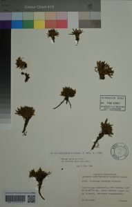 Plantago barbata G. Forster subsp. monanthos (Dum. d'Urv.) Rahn