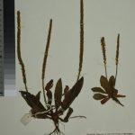 Plantago paralias Decne. subsp. napiformis Rahn