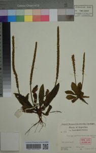 Plantago paralias Decne. subsp. napiformis Rahn