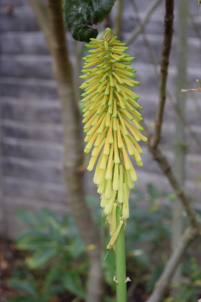 A single inflorescence of Kniphofia Christmas Cheer showing it's pale yellow colour