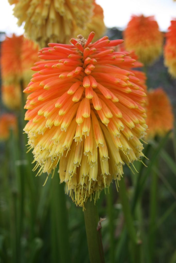 The short and wide inflorescence of Kniphofia rooperi with orange (upper) grading to yellow (lower) flowers