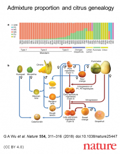 An illustration of the relationships among citrus species and the proportion of genetic contribution from each ancestor to derived modern citrus.