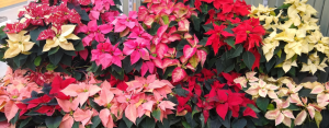 A display of Poinsettia with their coloured bracts in red, pink and white