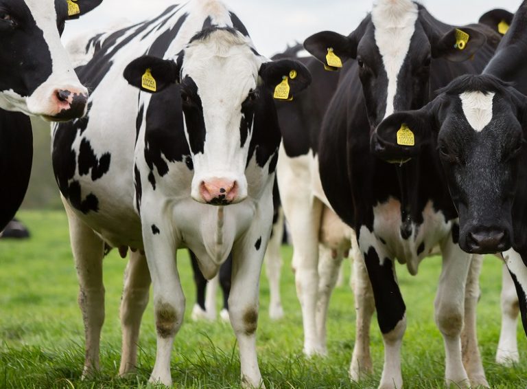 Efficiency of Protein Utilisation In Lactating Dairy Cows Institute