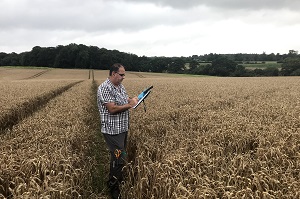 Farmers could benefit from targeted fertiliser use through big data to boost bread wheat yield and quality