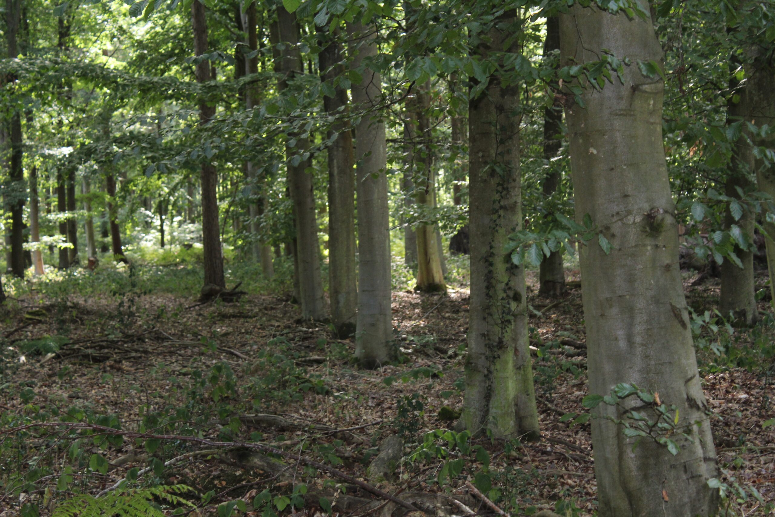 PhD Studentship: Evaluating the multiple functions of woodlands for Natural Flood Management