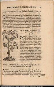 De Quauhayohuatli II. seu Cassia fistula