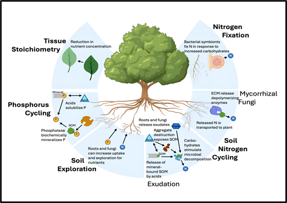 The Land Carbon Sink: Why Plant Nutrient Strategies Hold the Key