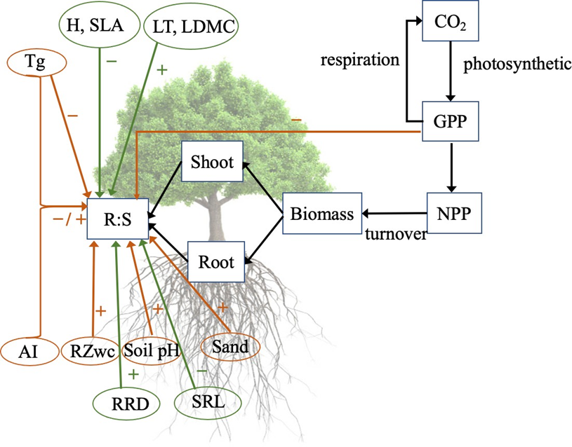Global assessment of environmental and plant-trait influences on root:shoot biomass ratios