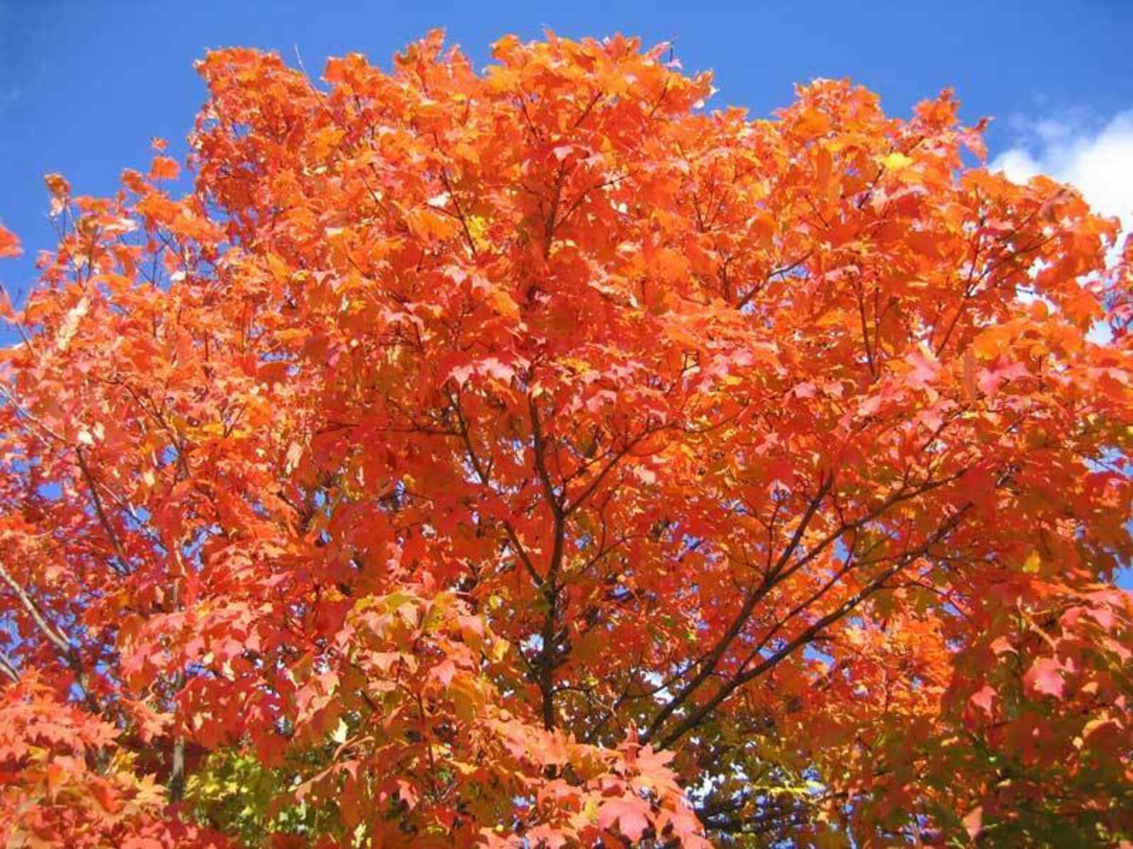 Trading Nitrogen for Water: What Sugar Maples Teach Us About Photosynthetic Economics