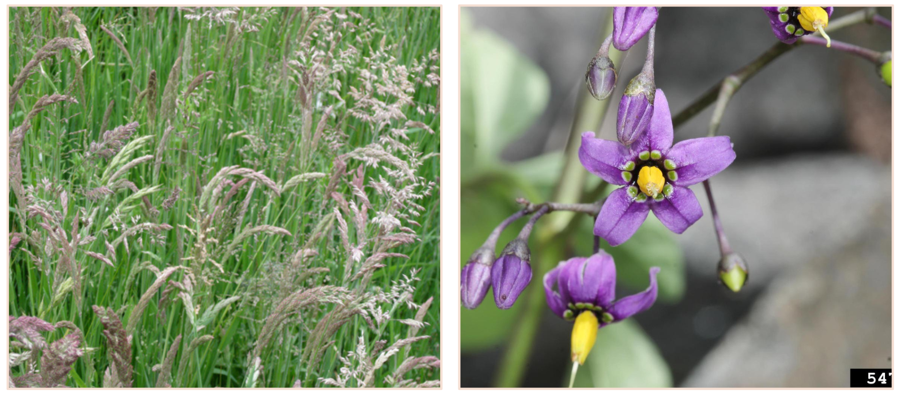 Nutrient availability boosts photosynthetic power – but not the cost of doing business