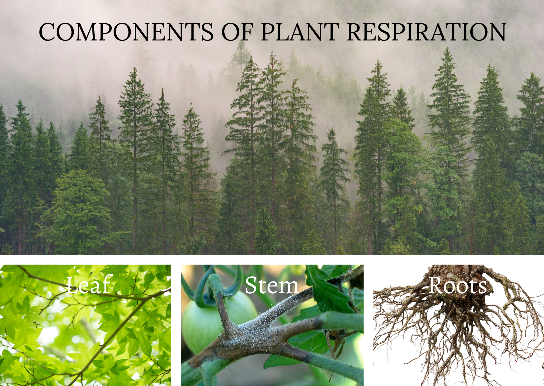 Plant Respiration: Research Updates from the LEMONTREE Science Meeting (Jan 2026)