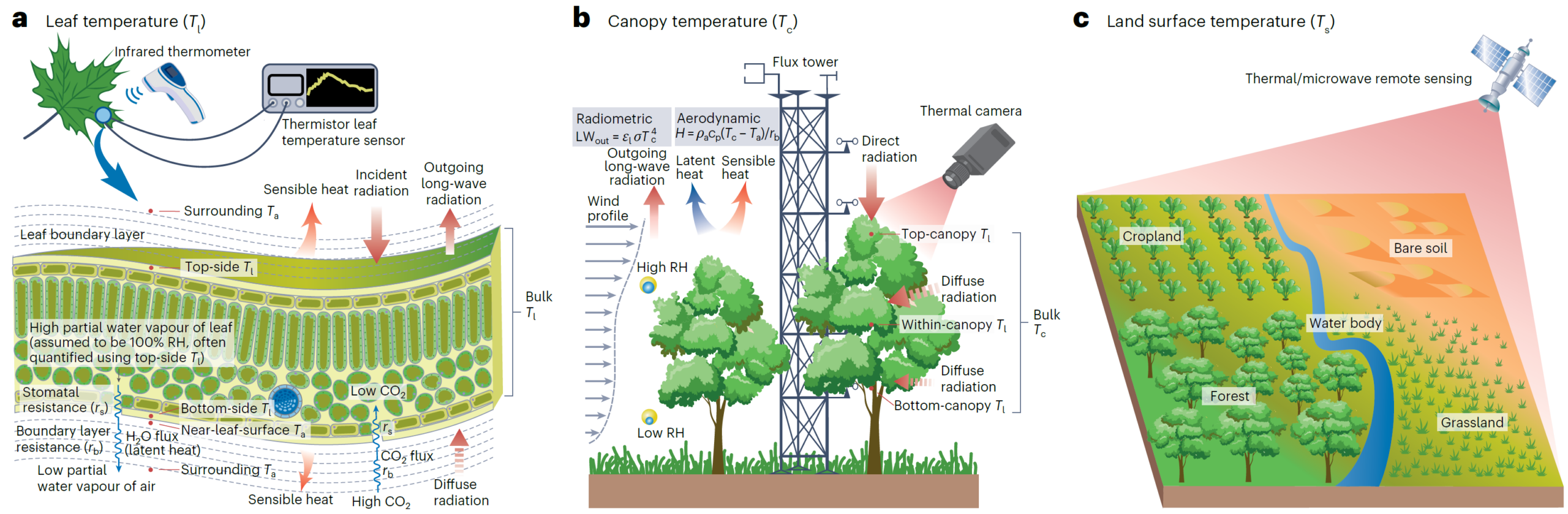 Triple-Target Optimization: Heat as the Third Target in Plant Function