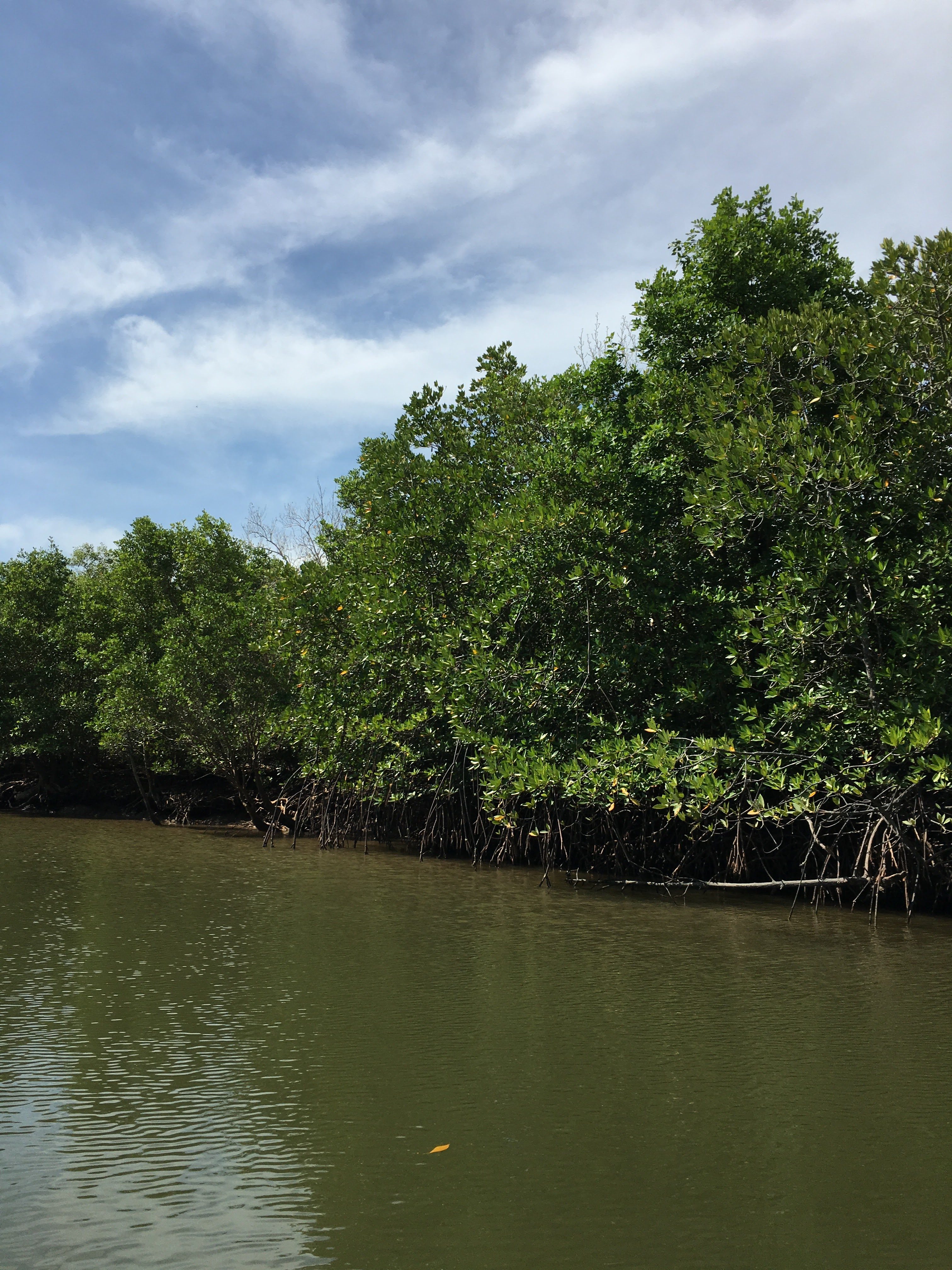 Regulating and cultural services of mangroves