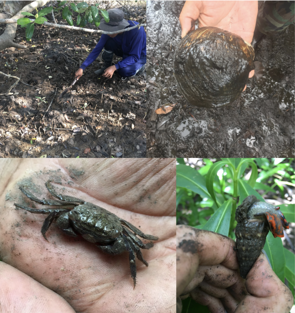 “Every mangrove forest is like a safe home for marine animals”: Why