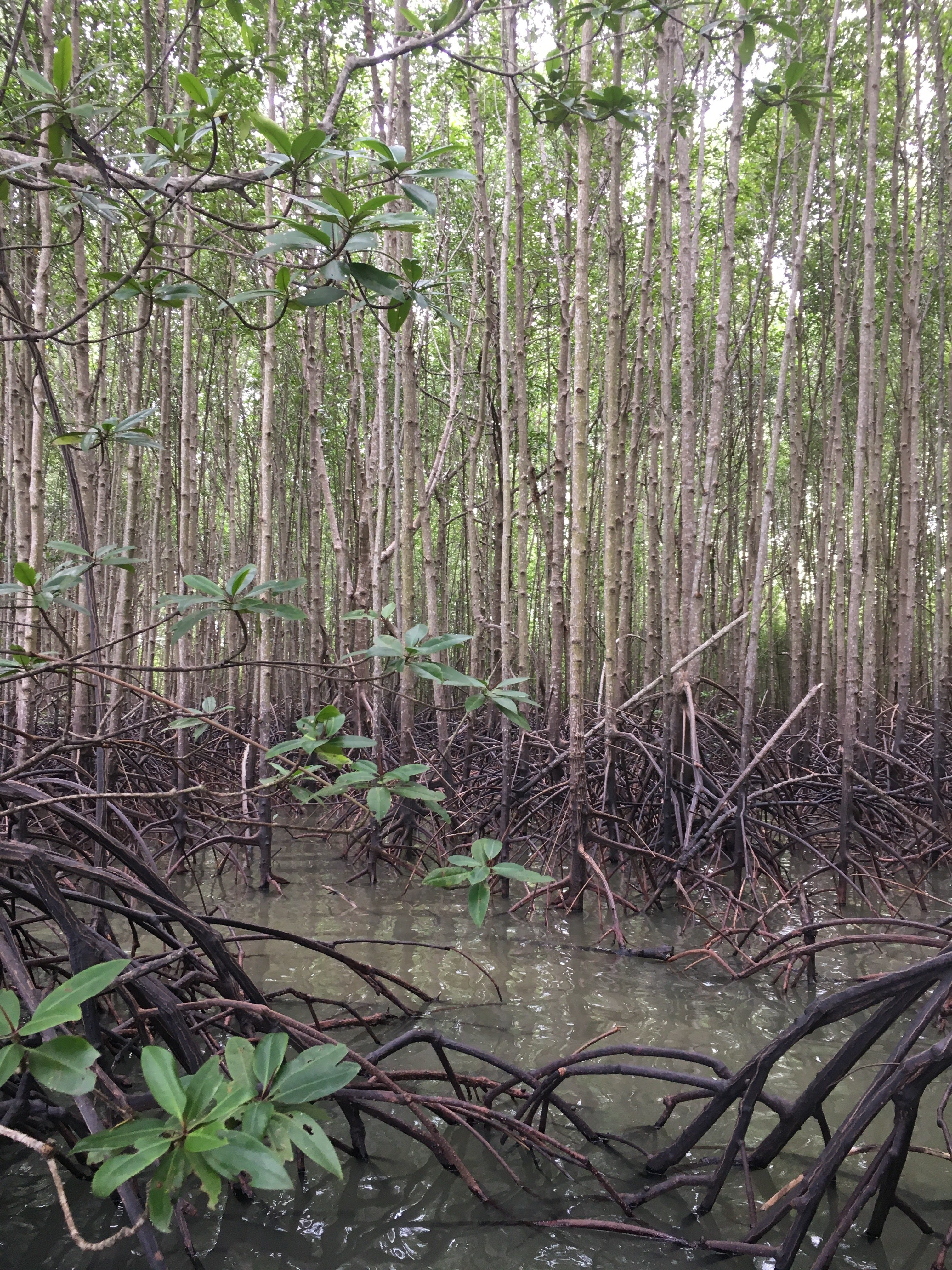 What are mangroves and why are they important?