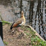 A picture of parent duck and ducklings at University of Reading by Riccardo Monfardini