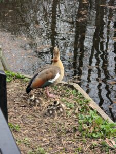 A picture of parent duck and ducklings at University of Reading by Riccardo Monfardini