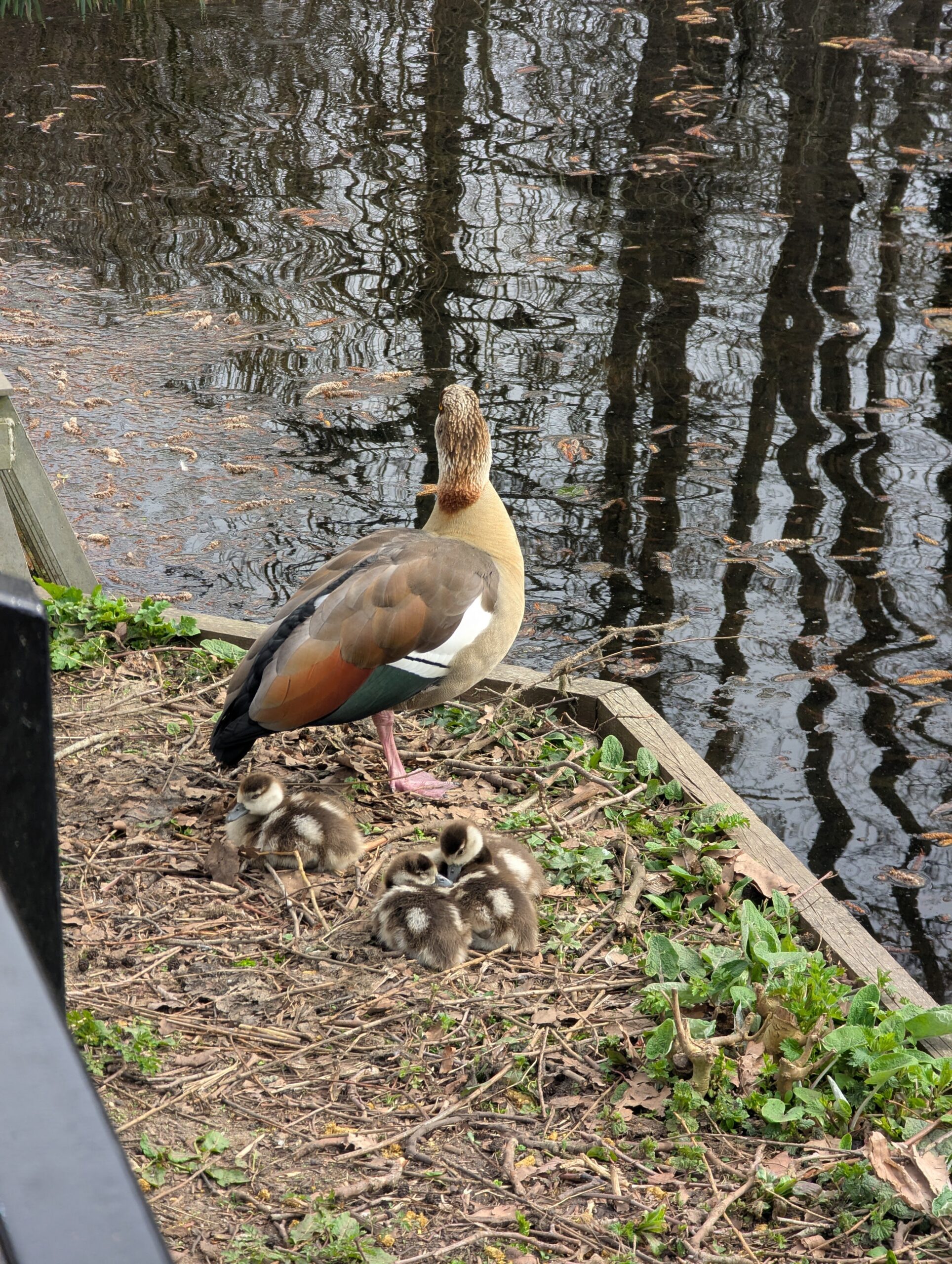 A picture of parent duck and ducklings at University of Reading by Riccardo Monfardini