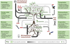 Figure 1: Conceptual schematic illustrating how various in situ and satellite products can be used to constrain different processes, thereby enabling the calibration of each process's parameters.