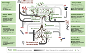 Figure 1: Conceptual schematic illustrating how various in situ and satellite products can be used to constrain different processes, thereby enabling the calibration of each process's parameters.