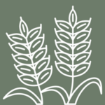 A white outline of wheat on a sage green background.