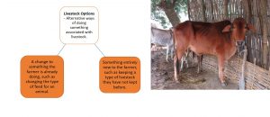 Livestock options: alternative practices associated with livestock, either new completely or change to something already being done.