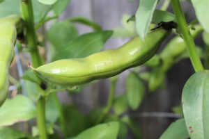 Fava bean pod growing on a plant in a container garden