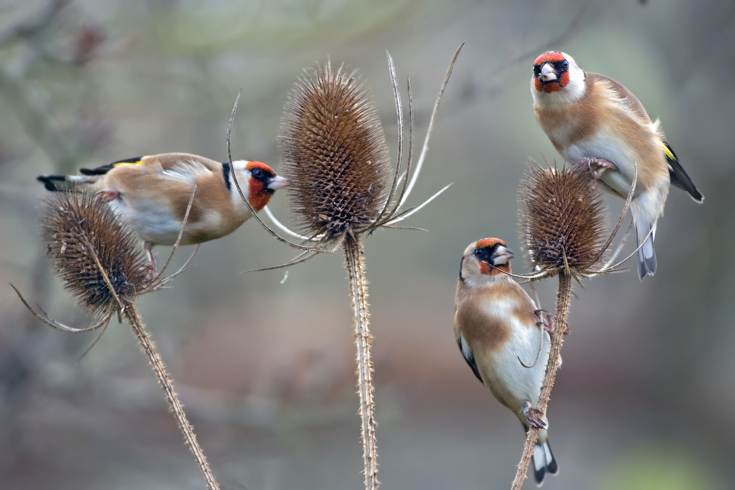 Biodiversity Where The World Is Making Progress And Where It S Not   6216 