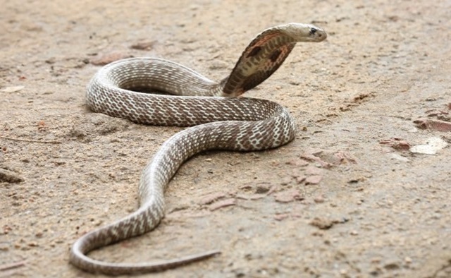 colour photograph of cobra snake on desert floor