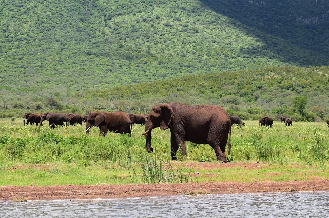 colour photograph of elephants stading in a grassy palin in Kenya, mountains to backgound