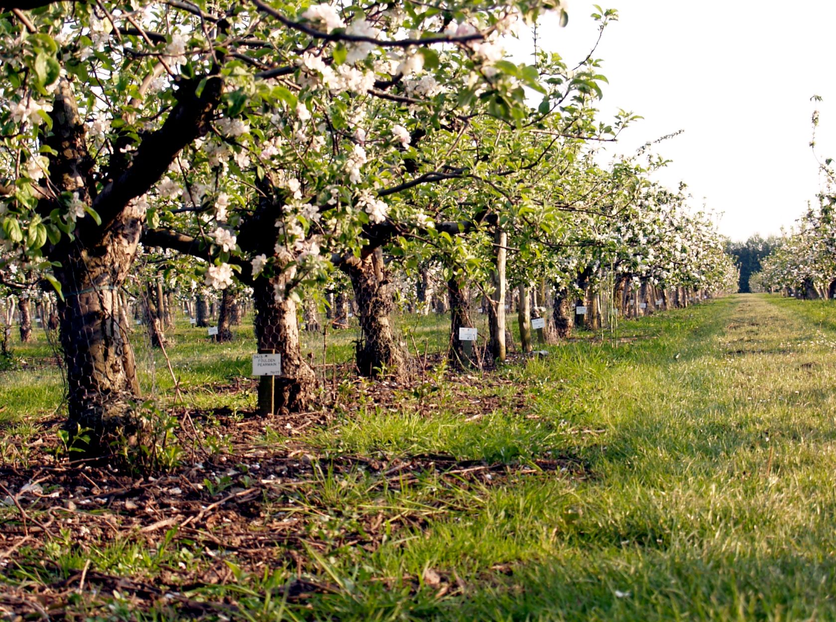 Apple orchards at Brogdale Farm