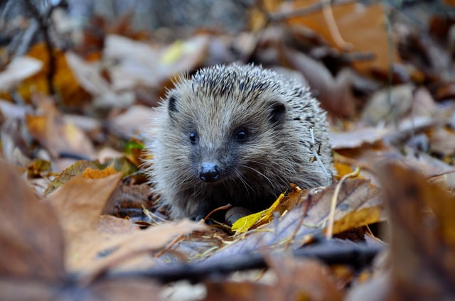 Hedgehog conservation: how to make a garden nest box appealing – new research