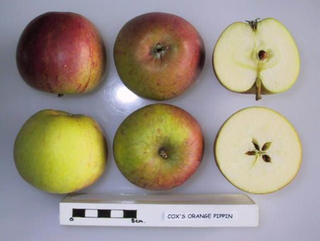 Heritage apples: the parentage of Cox’s Orange Pippin