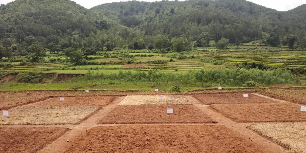 Photo of example farm experiment, 9 square plots (3 conventional, 3 organic, 3 ZBNF)