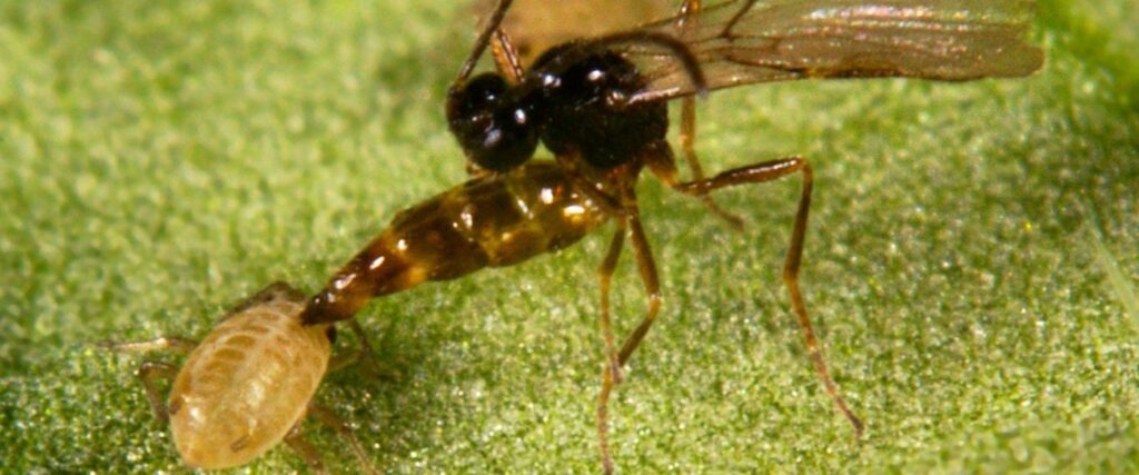 Parasitic wasp and aphid