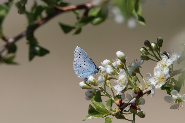 A blue butterfly on a tree branch. The branch is in blossom.