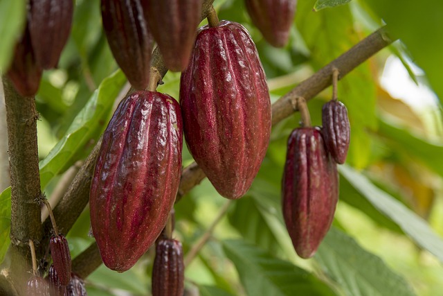 Pods on a cacao tree