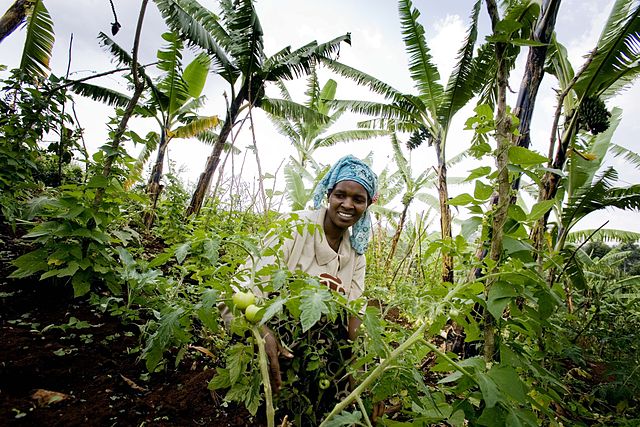 A woman in Uganda tends to her tomatoes on her homestead.