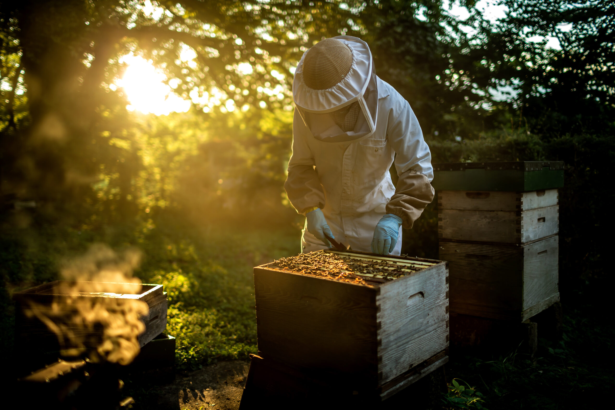 Beekeeper working with beehive
