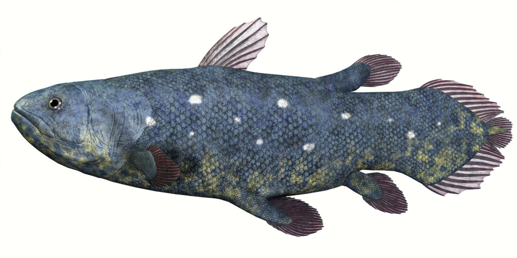 Coelacanth Fish
