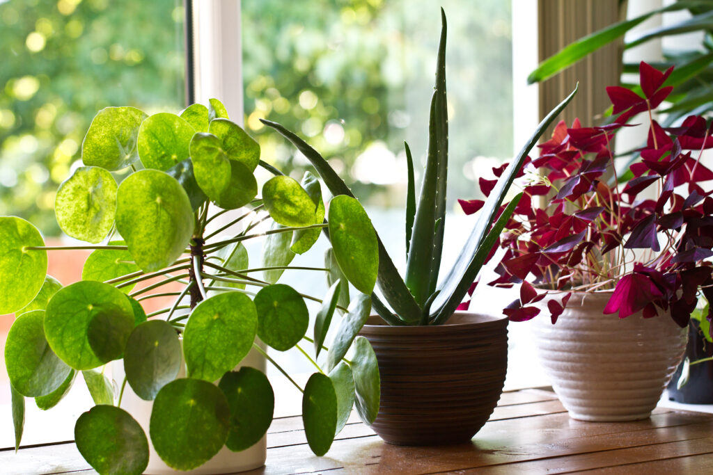 Various house plants by a window.