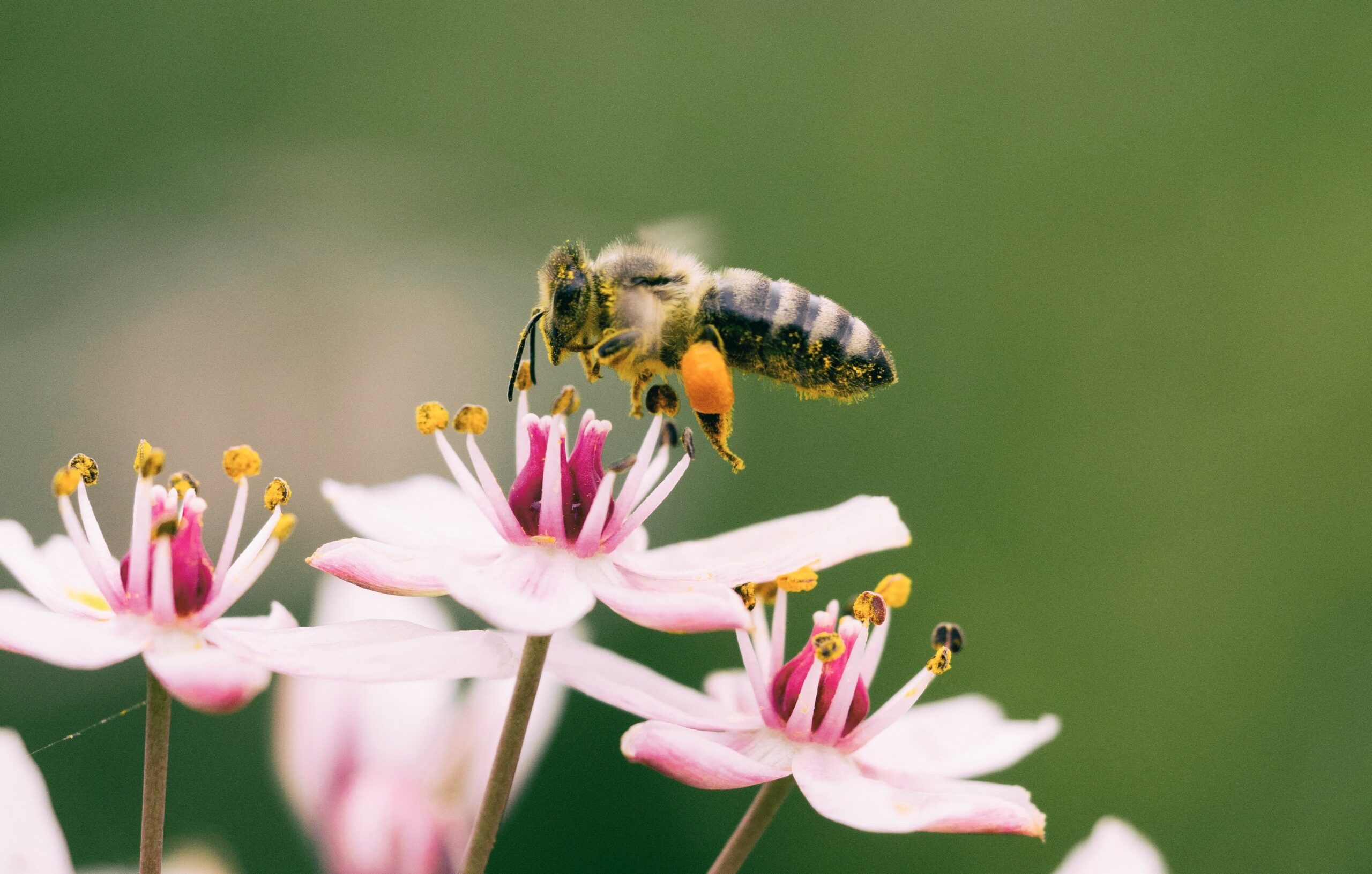The effects of air pollution on pollinators