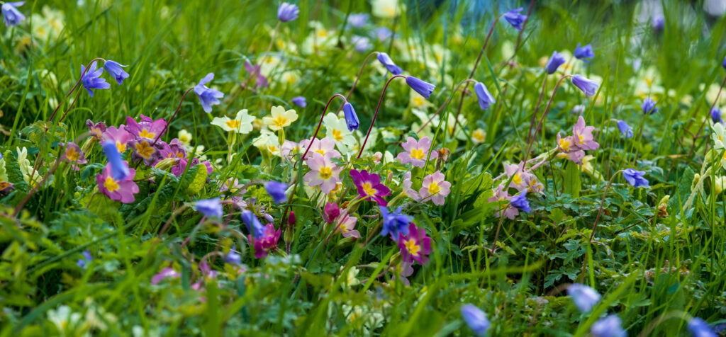 Colourful wildflowers including primroses growing the grass