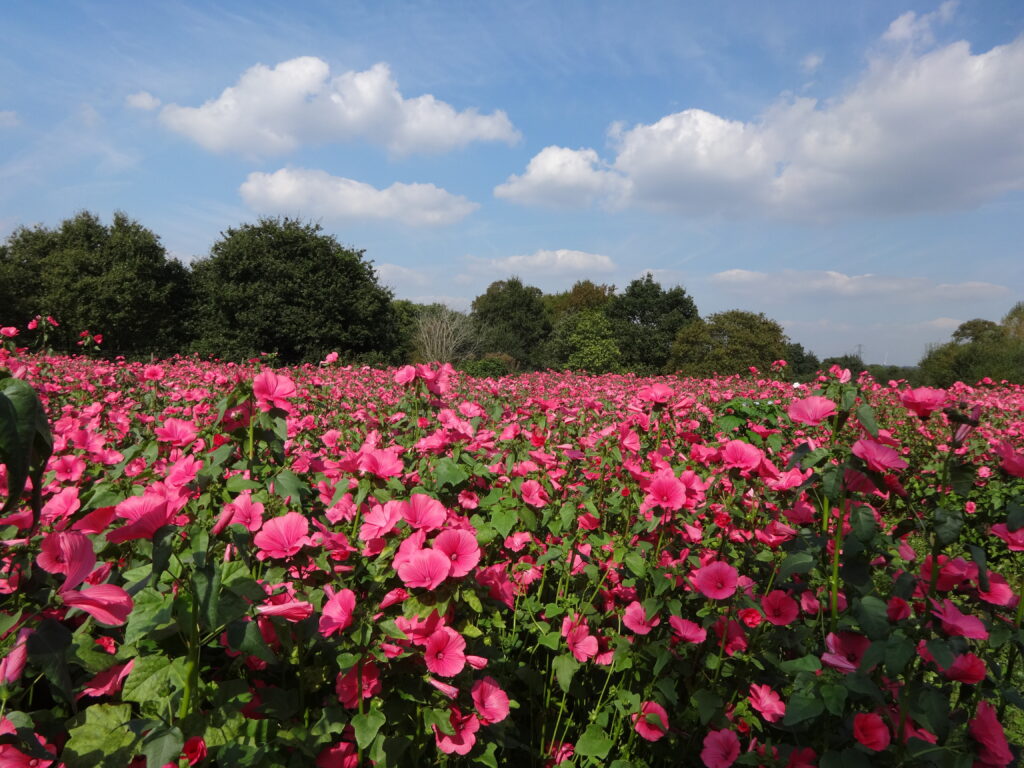Bright pink flowers – Lavatera trimestris – growing in abundance. Trees and cloudy blue skies are visible in the background.