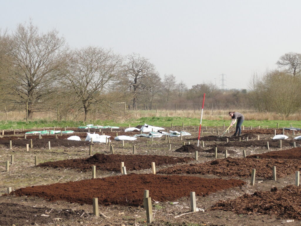 Plots of soil marked out with short wooden stakes. A woman rakes one of the plots. Grass and trees are visible in the background.