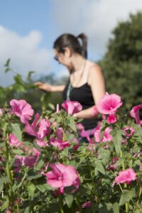 Bright pink flowers – Lavatera trimestris – in the foreground. A woman (not in focus) is visble working with the plants in the background.