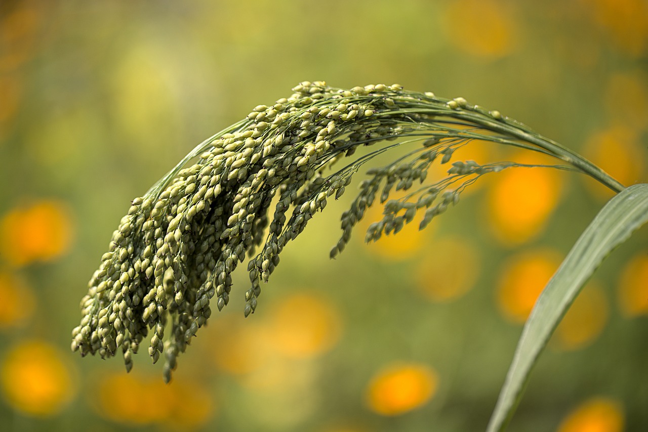 Millets – a cereal grain – in a field